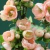 Chaenomeles Speciosa 'Geisha Girl' 2 Chaenomeles Speciosa 'Geisha Girl' -Herbalife Shop pl0000000774