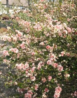 Chaenomeles Speciosa 'Geisha Girl' -Herbalife Shop pl0000000774 card2 lg