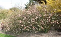 Chaenomeles Speciosa 'Geisha Girl' -Herbalife Shop pl0000000774 card3 lg