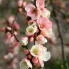 Chaenomeles Speciosa 'Moerloosei' 2 Chaenomeles Speciosa 'Moerloosei' -Herbalife Shop pl0000000775