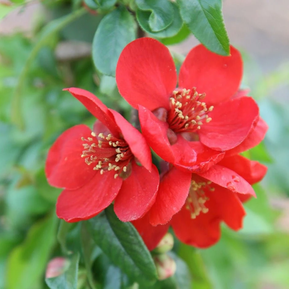 Chaenomeles × Superba 'Crimson And Gold' 3 Chaenomeles × Superba 'Crimson And Gold'