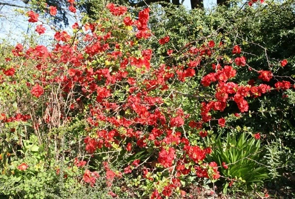 Chaenomeles × Superba 'Crimson And Gold' 4 Chaenomeles × Superba 'Crimson And Gold' - Image 2