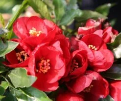 Chaenomeles × Superba 'Crimson And Gold' 9 Chaenomeles × Superba 'Crimson And Gold' -Herbalife Shop pl0000000780 card4 lg