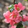Chaenomeles × Superba 'Pink Lady' 1 Chaenomeles × Superba 'Pink Lady' -Herbalife Shop pl0000000784