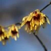 Chimonanthus Praecox -Herbalife Shop pl0000000820