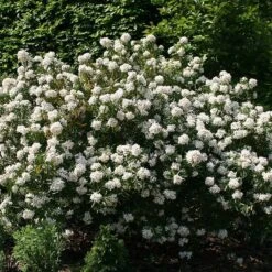 Choisya × Dewitteana 'Aztec Pearl' -Herbalife Shop pl0000000823 card2 lg