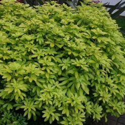 Choisya Ternata Sundance ('Lich') -Herbalife Shop pl0000000824 card2 lg