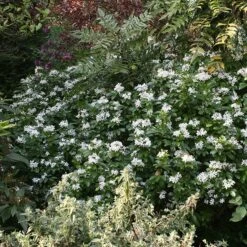 Choisya Ternata -Herbalife Shop pl0000000825 card2 lg