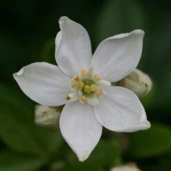 Choisya Ternata -Herbalife Shop pl0000000825 card3 lg