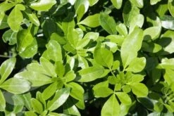 Choisya Ternata -Herbalife Shop pl0000000825 card4 lg