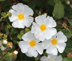 Cistus × Hybridus -Herbalife Shop pl0000000832 card3 lg