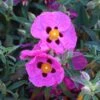 Cistus × Purpureus -Herbalife Shop pl0000000848