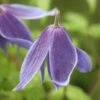 Clematis Alpina -Herbalife Shop pl0000000855