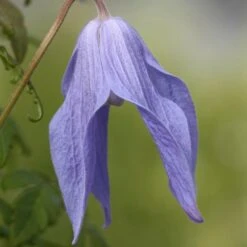 Clematis 'Frances Rivis' 7 Clematis 'Frances Rivis' -Herbalife Shop pl0000000856 card3 lg