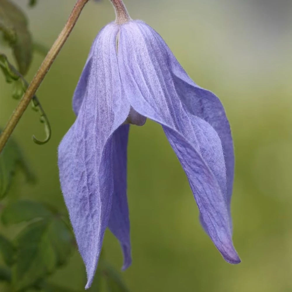 Clematis 'Frances Rivis' 5 Clematis 'Frances Rivis' - Image 3