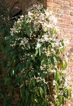 Clematis Armandi 7 Clematis Armandi -Herbalife Shop pl0000000863 card2 lg