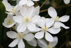 Clematis Armandi 9 Clematis Armandi -Herbalife Shop pl0000000863 card4 lg