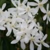 Clematis Armandi 'Snowdrift' -Herbalife Shop pl0000000865