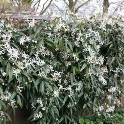 Clematis Armandi 'Snowdrift' 7 Clematis Armandi 'Snowdrift' -Herbalife Shop pl0000000865 card2 lg