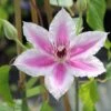 Clematis 'Carnaby' -Herbalife Shop pl0000000870