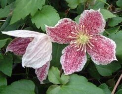 Clematis Cirrhosa Var. Purpurascens 'Freckles' -Herbalife Shop pl0000000872 card3 lg