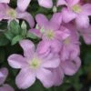 Clematis 'Comtesse De Bouchaud' -Herbalife Shop pl0000000874