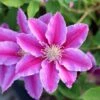 Clematis 'Doctor Ruppel' -Herbalife Shop pl0000000876