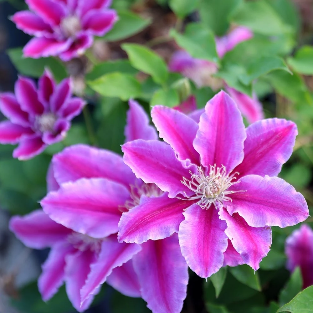 Clematis 'Doctor Ruppel' 4 Clematis 'Doctor Ruppel' - Image 2