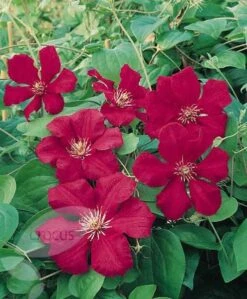 Clematis 'Ernest Markham' -Herbalife Shop pl0000000878 card3 lg
