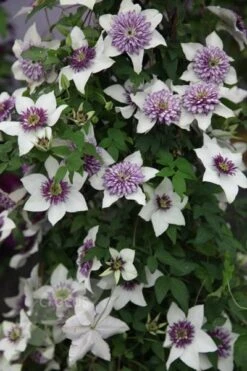 Clematis Florida Var. Florida 'Sieboldiana' -Herbalife Shop pl0000000882 card3 lg