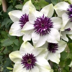 Clematis Florida Var. Florida 'Sieboldiana' -Herbalife Shop pl0000000882 card4 lg