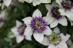Clematis Florida Var. Florida 'Sieboldiana' -Herbalife Shop pl0000000882 card5 lg