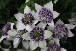 Clematis Florida Var. Florida 'Sieboldiana' -Herbalife Shop pl0000000882 card6 lg