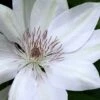 Clematis 'Henryi' 1 Clematis 'Henryi' -Herbalife Shop pl0000000887