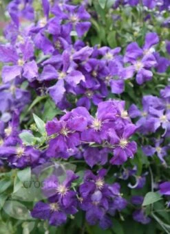 Clematis 'Jackmanii' -Herbalife Shop pl0000000891 card3 lg