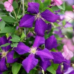 Clematis 'Jackmanii' -Herbalife Shop pl0000000891 card4 lg