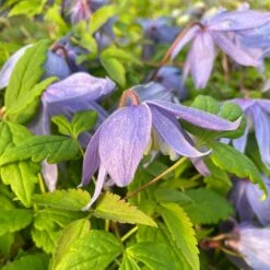 Clematis Macropetala -Herbalife Shop pl0000000893 card3 lg