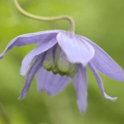 Clematis Macropetala -Herbalife Shop pl0000000893 card4 lg