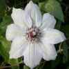Clematis 'Miss Bateman' 2 Clematis 'Miss Bateman' -Herbalife Shop pl0000000899