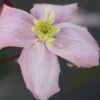 Clematis 'Elizabeth' -Herbalife Shop pl0000000901