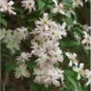 Clematis 'Marjorie' -Herbalife Shop pl0000000902