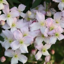 Clematis Montana Var. Rubens 'Pink Perfection'