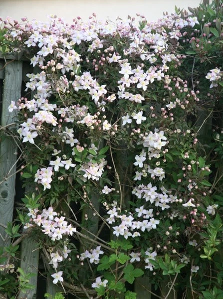 Clematis Montana Var. Rubens 'Pink Perfection' 4 Clematis Montana Var. Rubens 'Pink Perfection' - Image 2