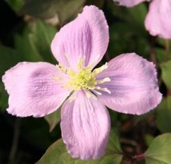 Clematis Montana Var. Rubens 'Tetrarose' -Herbalife Shop pl0000000904 card3 lg