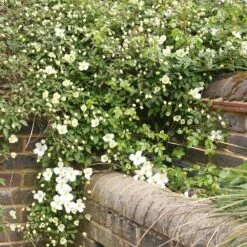 Clematis Montana Var. Grandiflora -Herbalife Shop pl0000000905 card3 lg