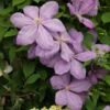 Clematis 'Mrs Cholmondeley' -Herbalife Shop pl0000000908
