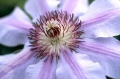 Clematis 'Nelly Moser' -Herbalife Shop pl0000000909 card3 lg