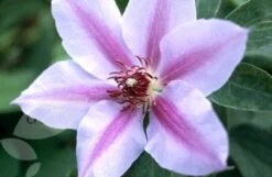 Clematis 'Nelly Moser' -Herbalife Shop pl0000000909 card4 lg