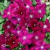 Clematis 'Rouge Cardinal' -Herbalife Shop pl0000000915