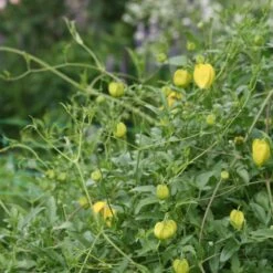 Clematis Tangutica 5 Clematis Tangutica -Herbalife Shop pl0000000917 card2 lg